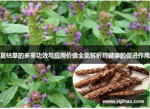 夏枯草的多重功效与应用价值全面解析对健康的促进作用
