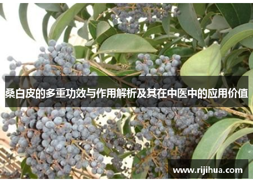 桑白皮的多重功效与作用解析及其在中医中的应用价值
